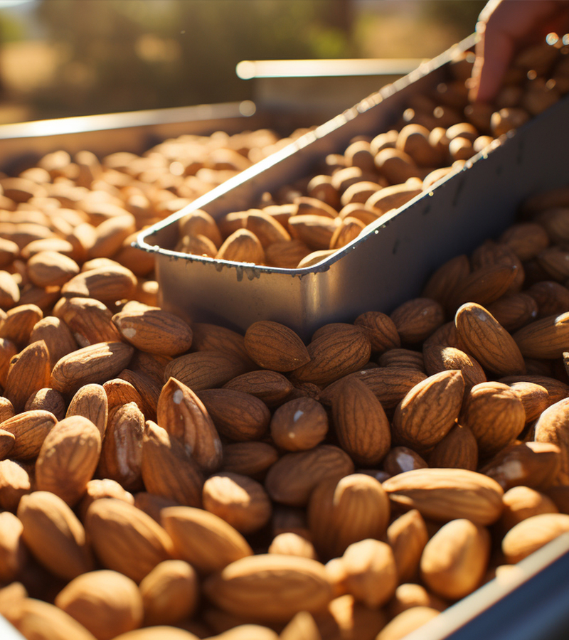 Turcanuts